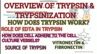 Trypsin and trypsinization in cell culture ll detachment of cells ll cell adhering proteins [upl. by Imled]