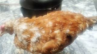 Lohmann brown ki Beemari ka ilaj in urdu hindi chicken aseelmurga birds murga ayam hen [upl. by Nueormahc]