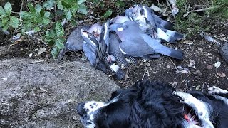 Chasse aux pigeons en Corse 20162017  N°2 [upl. by Nnairet]