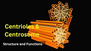 Centrioles structure and functions Centrosomes  Cilia and FlagellaBiology class 9 Cell biology [upl. by Goraud]