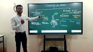 Absorption Of Water Apoplast amp Symplast Pathway  neetBIOLOGY  BansalClasses  KotaRajasthan [upl. by Sito]