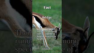 Fact about Antelope facts animals shorts antilope [upl. by Enautna]