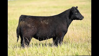 Reimann Pasture Sale 2024  Tag 17 [upl. by Eiggam]