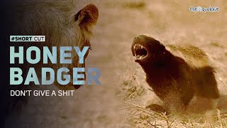 Honey Badger  Dont Give a Sht ShortCut [upl. by Nicolais781]