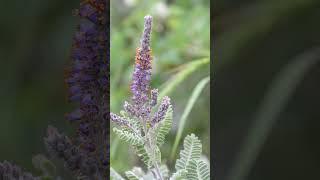 Leadplant Amorpha canescens in Pea Family Fabaceae  Observed in Description [upl. by Neelloj]