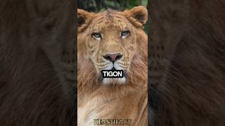 Tigon 🐯 Worlds RAREST Big Cat 😱 tigon liger animalfacts [upl. by Ardnaeed]