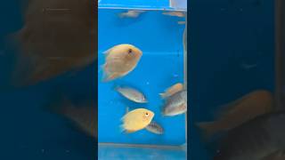 Fish collection fish aquariumistics petfish amazingfacts aquariuminfo cuteanimals cat [upl. by Glarum]