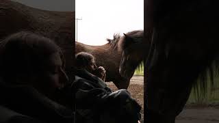 Sleeping with the horses in Iceland [upl. by Jessa]