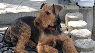 An Airedale Terriers Guide to Enjoyable Car Rides [upl. by Ayifa]