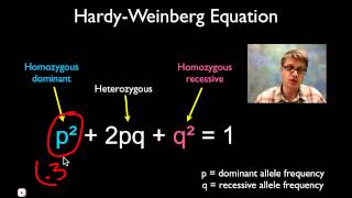 Solving Hardy Weinberg Problems [upl. by Gnehs]