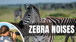 🦓 What sound does a zebra make [upl. by Roda]