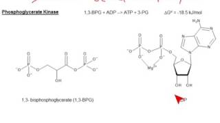 CHEM 407  Glycolysis  7 Phosphoglycerate Kinase [upl. by Alphonsa292]