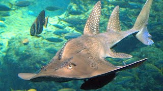 Facts The Bowmouth Guitarfish Shark Ray [upl. by Namrak]