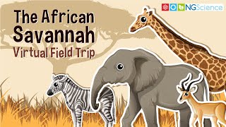 African Savannah – Virtual Field Trip [upl. by Buderus]