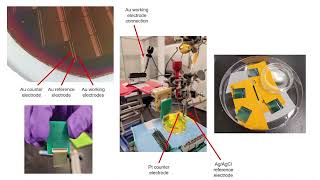 Molecular Pendulum  a universal platform for reagentless biosensing [upl. by Alphonsa258]