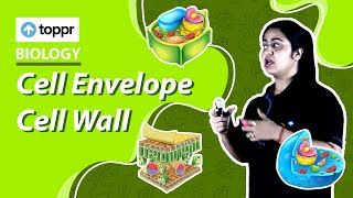 Cell Envelope Cell Wall  Cell  The Unit Of Life  Class 11 Biology [upl. by Noside]