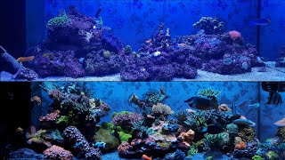 I Set Up This Reef Tank 3 Years Ago… Now It Looks Like This [upl. by Normi]