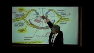 THE SPINAL CORD amp SPINAL TRACTS PART 1 by Professor Fink [upl. by Enahc]