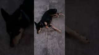 Dog seizure epilepsy my poor dog [upl. by Nozicka]