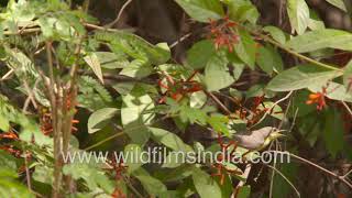 Hamelia patens flowers attract Purple Sunbird male and female [upl. by Fogg]