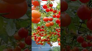 Growing Tomatoes in plastic bottles for high yields surprisingly easy garden grow shorts plant [upl. by Sochor]