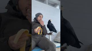 Banana 🍌 animal commonraven birds ravenbird воронгоша raven animals [upl. by Llewxam]