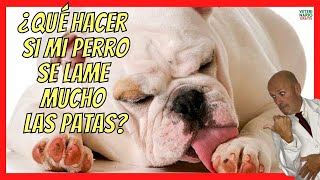 ¿QUE HACER SI MI PERRO SE LAME MUCHO LAS PATAS Y LAS TIENE ROJAS🥇 PODODERMATITIS EN PERROS [upl. by Moyer777]