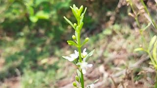 கல்லுருக்கி செடி  சர்க்கரை வேம்பு  சரக்கொத்தினி  goatweed  Scoparia dulcis  enpathivu [upl. by Lazor690]