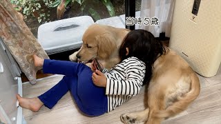 枕にされる側だった愛犬と娘の、３年後の様子。。。 [upl. by Kelli]