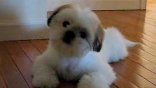 Cutest Shih Tzu Puppy Romeo Tilting Head Cuter Boo [upl. by Ayerhs]