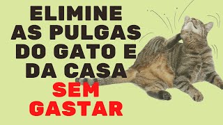 COMO ACABAR COM AS PULGAS DE MANEIRA ECONÔMICA SEM PREJUDICAR O GATO Vida de Gato [upl. by Sedicla]