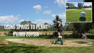 Sprigging Primo Zoysia  How to use a Lawn Renovation to Transplant a New Lawn [upl. by Hesler724]