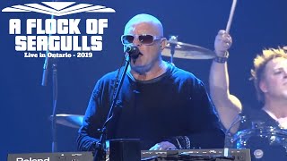 A Flock Of Seagulls  The More You Live The More You Love  Live in Ontario 2019 Video HD [upl. by Wanids]