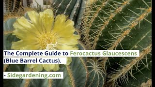 The Complete Guide to Ferocactus Glaucescens Blue Barrel Cactus [upl. by Svetlana]