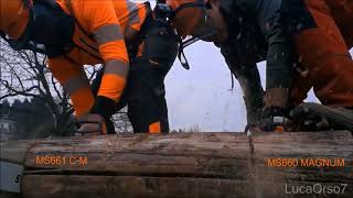 STIHL MS661CM VS MS660 MAGNUM  UNOFFICIAL RACE [upl. by Lunseth]