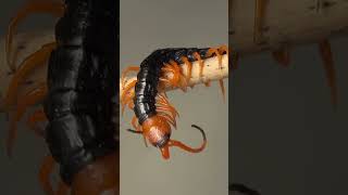 Exploring the Fascinating World of Centipedes and Millipedes [upl. by Belldas]