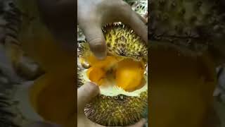 DURIAN RUNTUH SEKAMPUNG shortvideo [upl. by Lhadnek558]