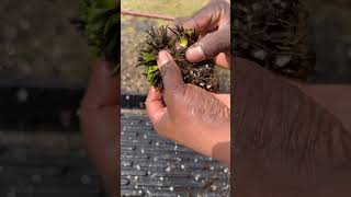 How to divide a Drosera Filiformis or Tracyi shorts carnivorousplants drosera [upl. by Cornelius851]