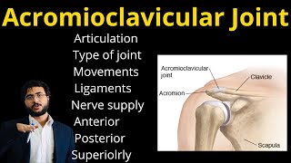 Acromioclavicular joint  Type  Ligaments  Articulation  Nerve supply  Movement Anterior  Post [upl. by Amory]