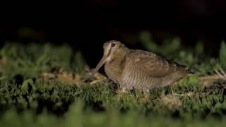 Eurasian woodcock feeding वुडकॉक وودكوك ヤマシギחרטומן יערות słonka sluka lesní çulluk Waldschnepfe [upl. by Yrrot]