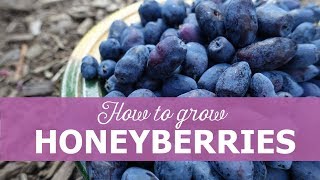 How to grow honeyberries [upl. by Celestia]