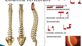 4 1 Wervelkolom en borstkas [upl. by Ottinger]