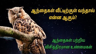 ஆந்தைகளை பார்ப்பது அபசகுனமா இல்லை அதிஷ்டமா OWL INTERESTING FACTS [upl. by Galatea175]