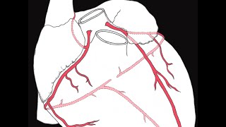 Coronary circulation of the heart [upl. by Luht]