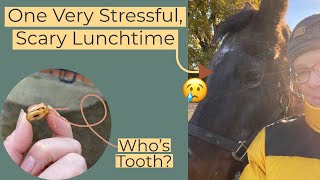 Corporal Has An Accident   Who’s Missing A Tooth Equestrian Vlog [upl. by Ardeid]