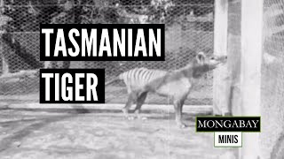 Rare footage of the Tasmanian tiger or thylacine released [upl. by Aihtnis329]