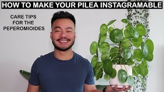 How To Care For Pilea Peperomioides  Houseplant Care Tips [upl. by Ocnarfnaig]