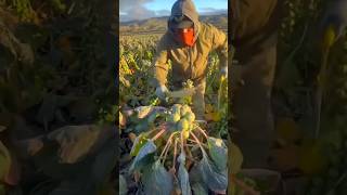 shorts agriculture modernfarmer youtbeshorts noamanreaction cropmanagement [upl. by Ayikan]