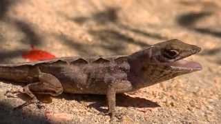 Brown Anole [upl. by Maurits]