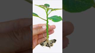 How to grow poinsettia plant garden gardeningideas gardengingtips [upl. by Ynnig]